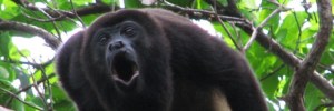 howler-monkey-ego-koan.jpg.737x248_0_11_10528