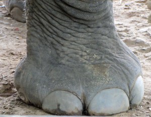 img_0220-thailand-chiang-mai-elephant-nature-park-a1