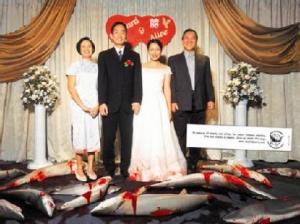 shark_soup_lead_gallery__535x400-420x0