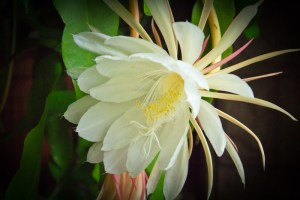Epiphyllum oxypetalum