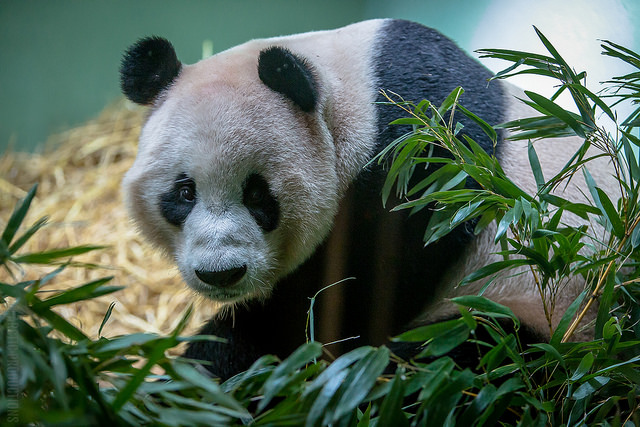 14778771704_df851992fd_z