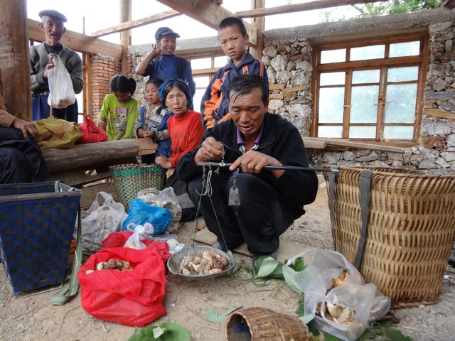 Handel grzybami na tybetańskiej wsi, nadesłane przez użytkownika: Wazwarrick.