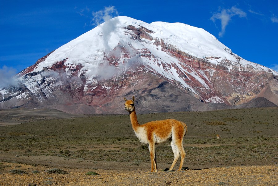 Vicuña_-_Chimborazo,_Ecuador