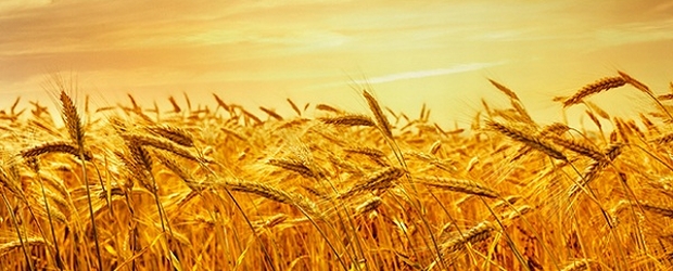 wheat-harvest_102405217