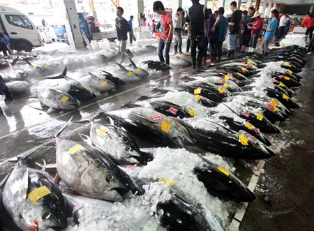Taiwan Tuna